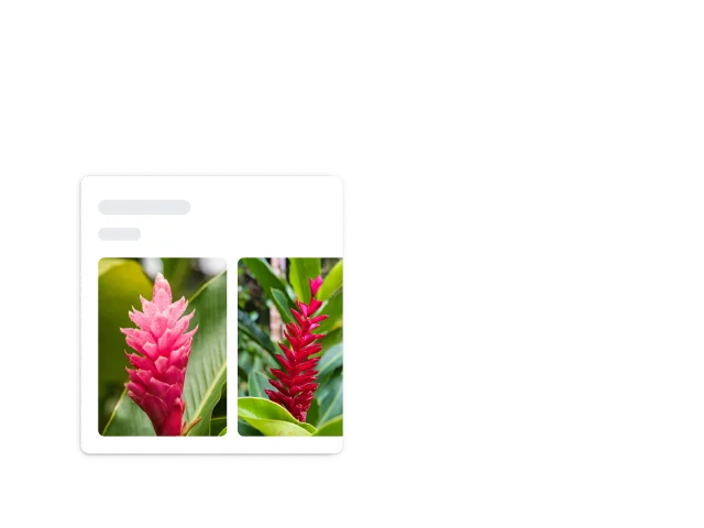 Las esquinas blancas redondeadas de un cuadrado rodean una planta roja con púas que se identifica como jengibre rojo